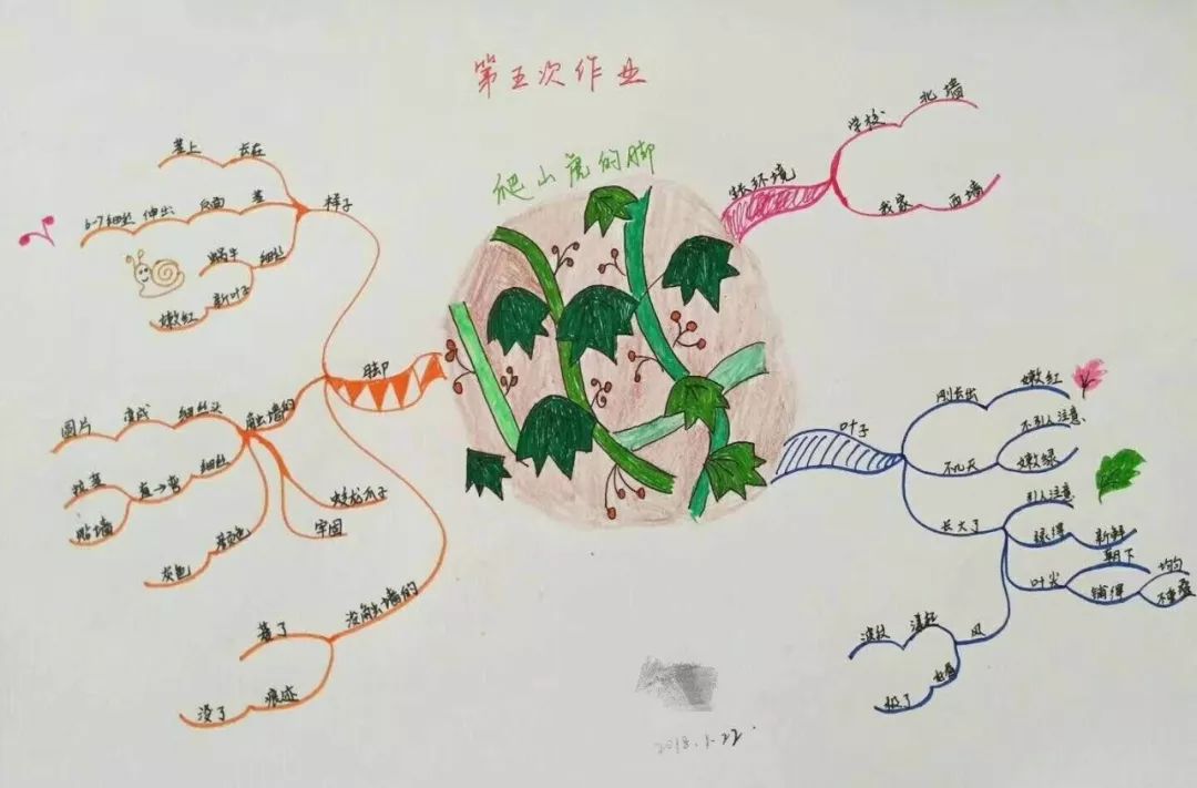 张爱菊老师以《爬山虎的脚》为例,给大家介绍了思维导图在语文学科中