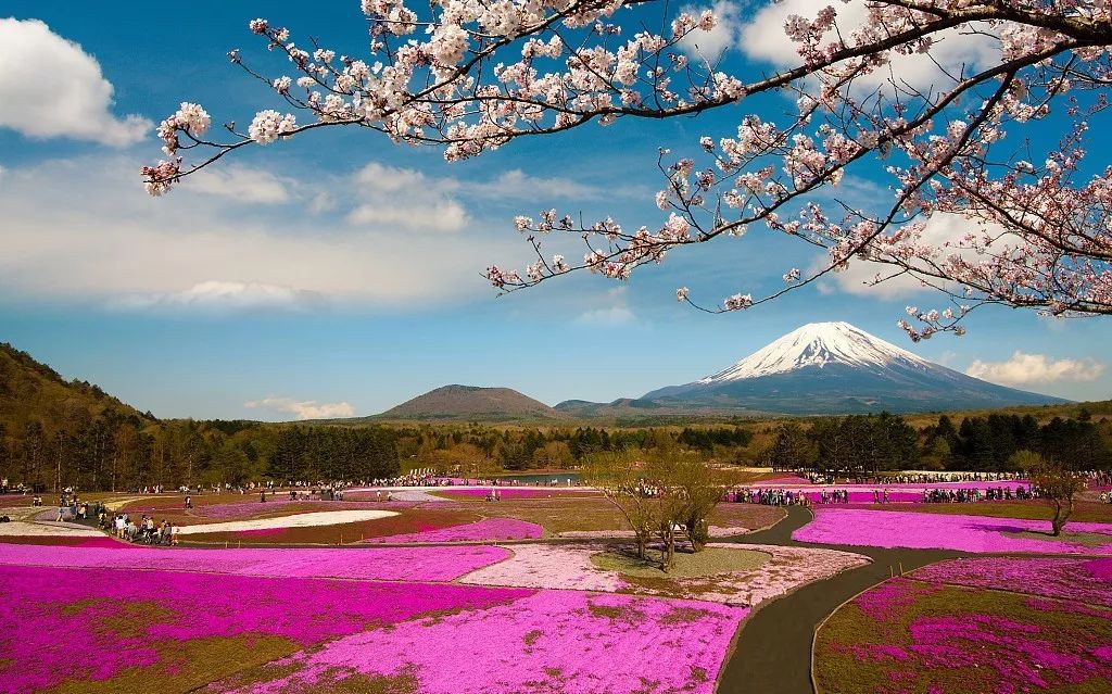 来日本寻找属于你的浪漫花季!_樱花