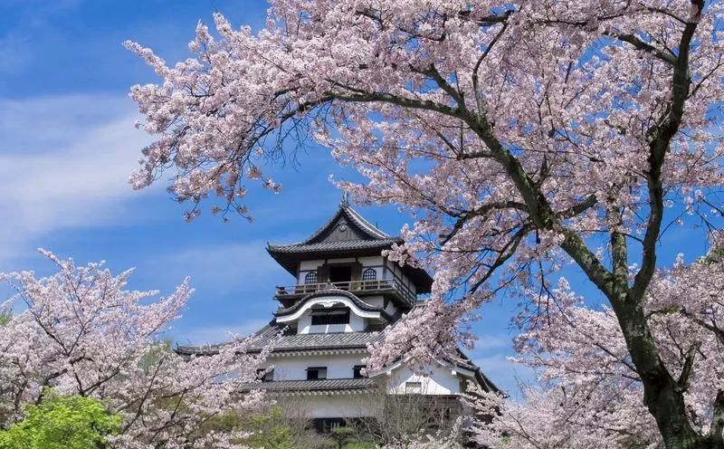 为日本最古老的样式之一 春天时城边的木曾川河畔 更是盛开400棵樱花