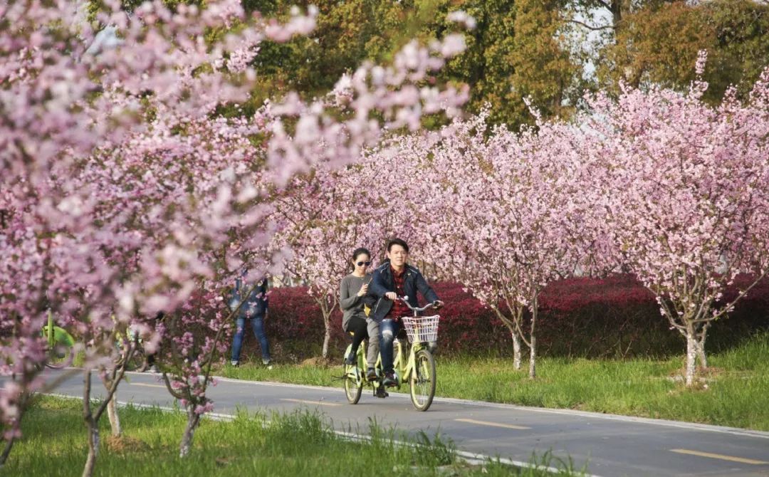 科华路与吴越路交汇处(卫生职业技术学院南) 阳澄湖半岛拥有千米樱花