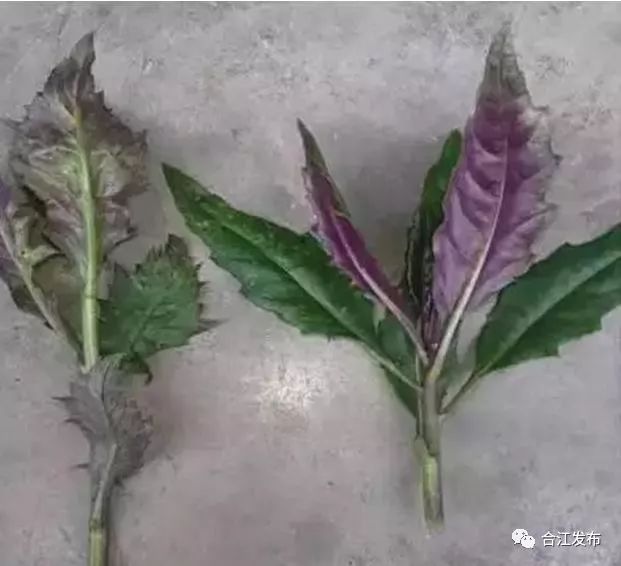 左为化儿草,右为血皮菜