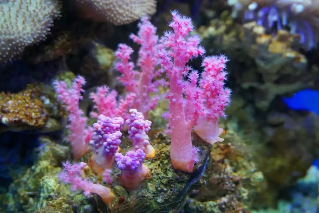 被镀上梦的光芒火柴头,气泡珊瑚,宝石花,水桃花,草皮数百株珊瑚海葵