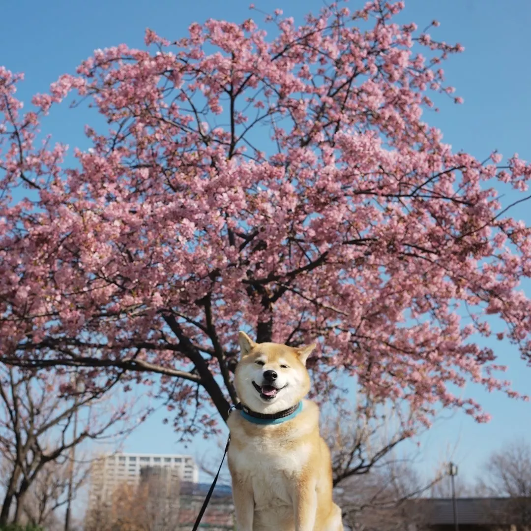 又到了春暖花开的好时节，你带自家狗砸踏春了吗？