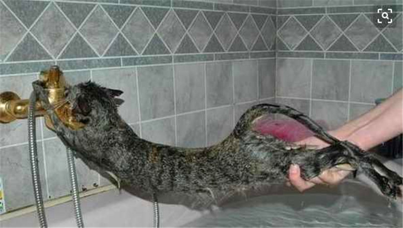 被主人強制洗澡後的小貓咪，突然恍然大悟，找到擺脫洗澡的好辦法 未分類 第2張