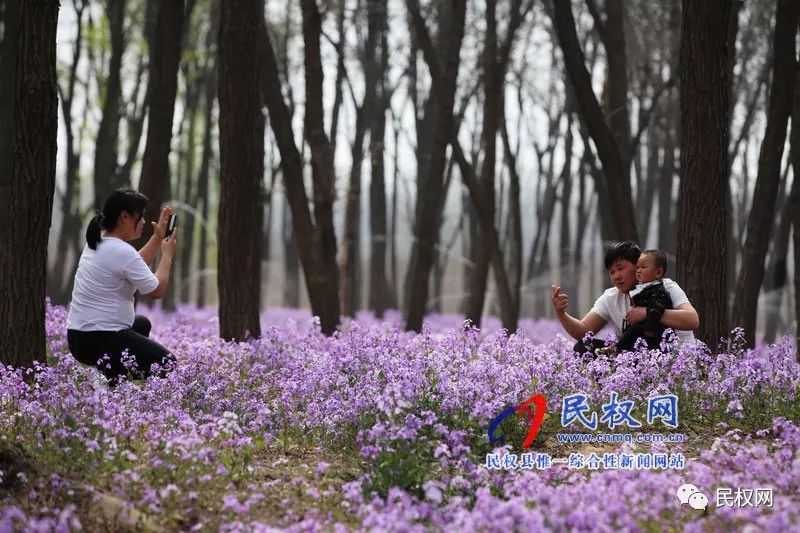 图说民权丨网红花海引游人