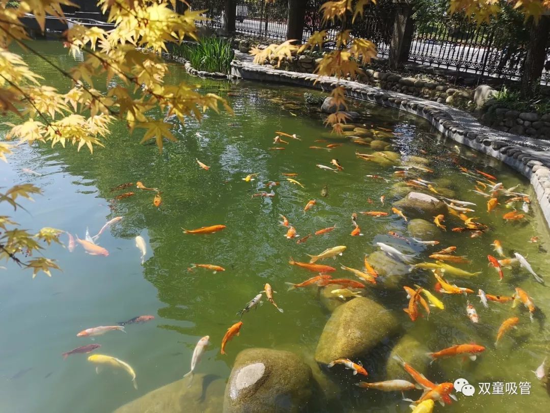 是什么让庭院池塘如此的美妙动人，是什么让池中锦鲤那么的欢快活跃？_系统