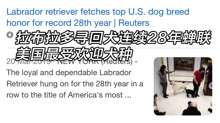 连续28年蝉联北美最受欢迎狗狗，果然又是这种狗狗