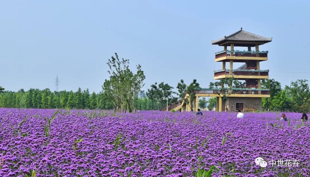 中世花卉好物精选 花海成功的 诀窍 柳叶