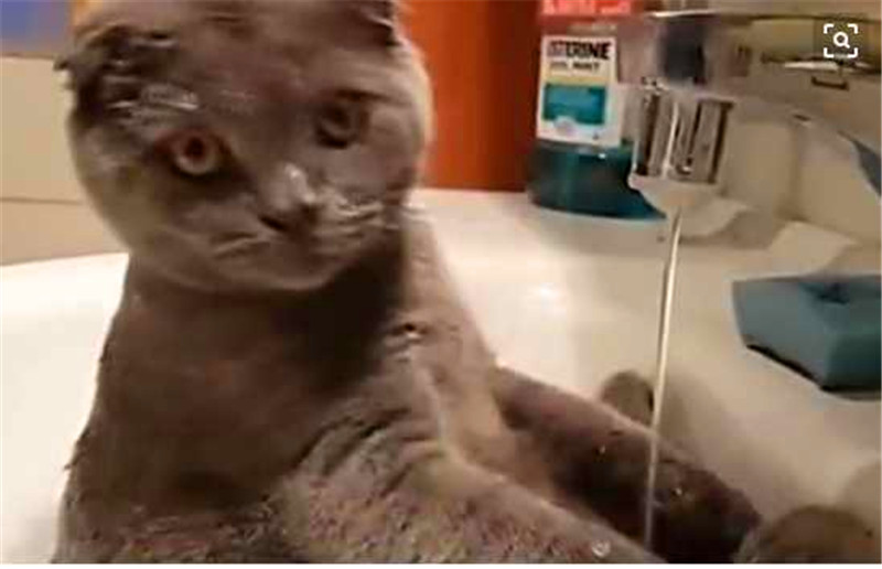 被主人強制洗澡後的小貓咪，突然恍然大悟，找到擺脫洗澡的好辦法 未分類 第5張