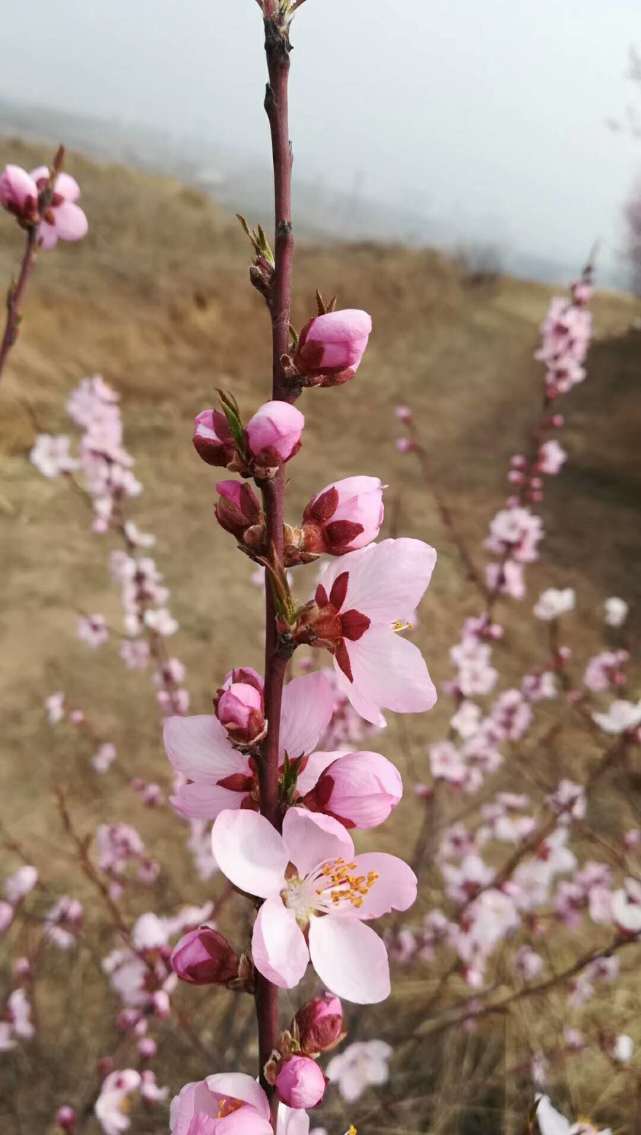 三月桃花笑春风简谱_三月桃花笑春风