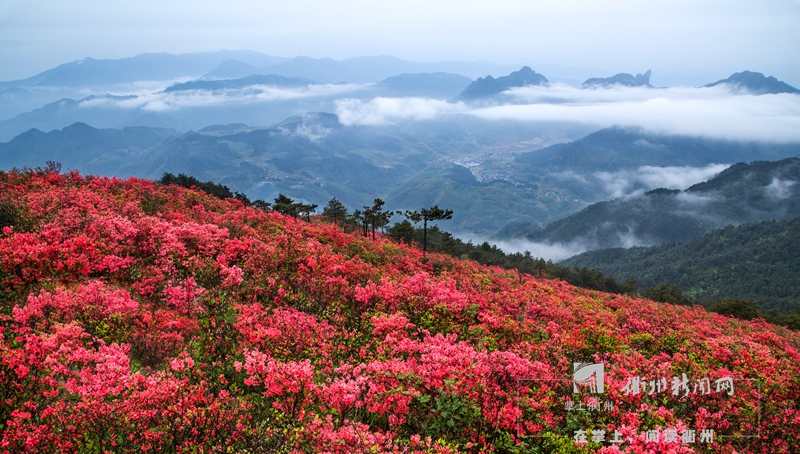 "十一"前后,六春湖索道与你见面!8分钟到山顶,一览无余万亩杜鹃花