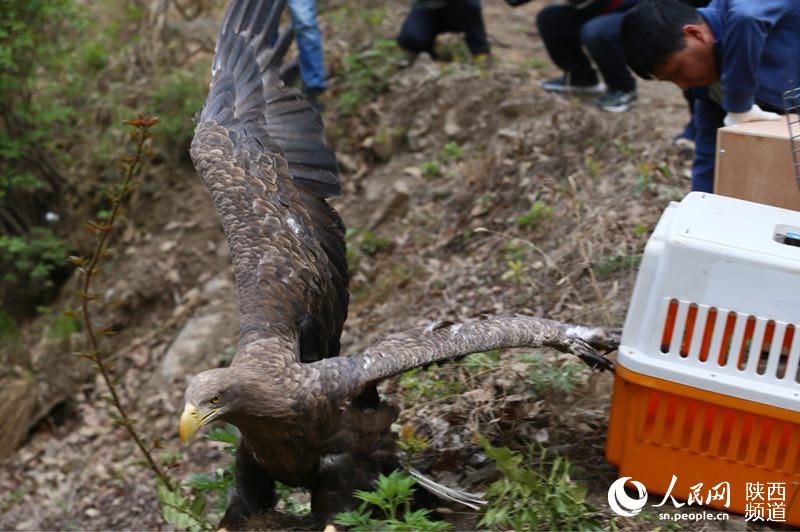 陕西放归一批救护成活野生动物 含白尾海雕等国家一级保护动物