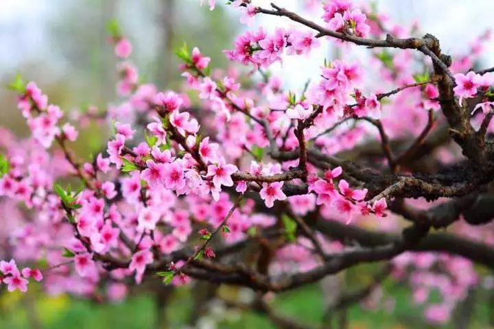 健康 春暖花开 吃花该提上日程了 桃花