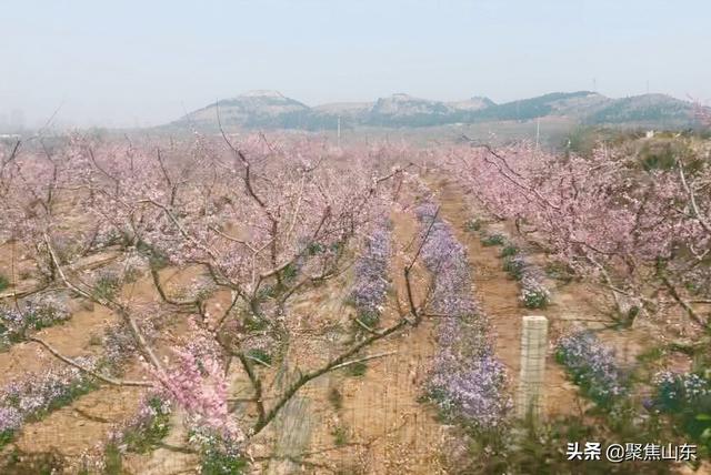 春满桃都追梦幸福中国肥城第18届桃花节开幕