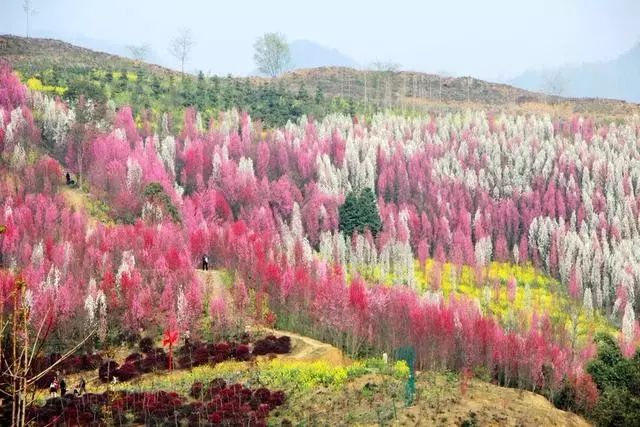 大邑金星乡桃花寨自驾路线:德阳-金堂-云顶景区方向-分叉口往云顶