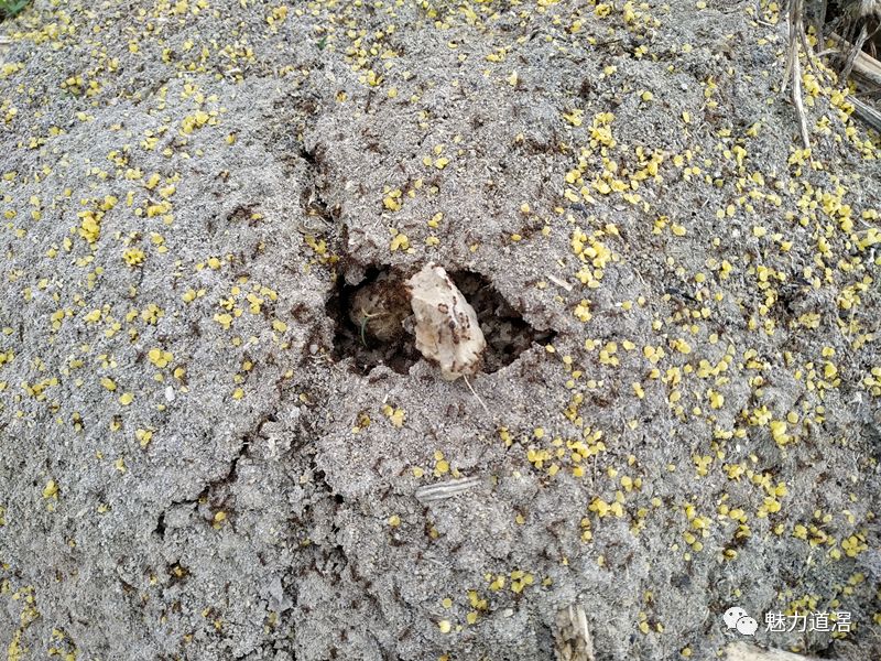 二看蚁巢:红火蚁蚁巢像隆起的疏松小土堆,看到以下小土堆,请大家 小心