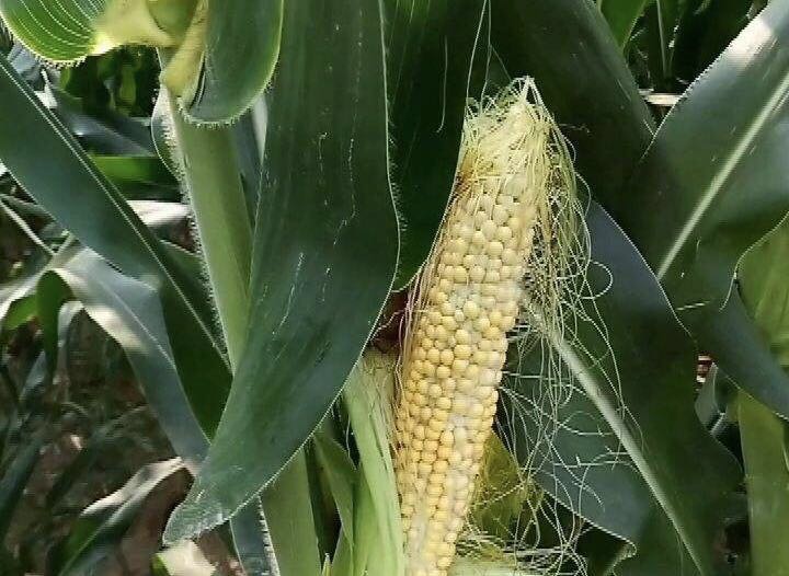 玉米只长棒子不结粒,很可能是这些原因造成的!