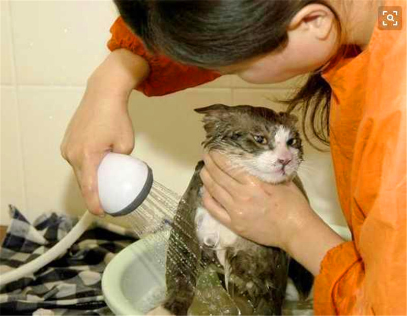 被主人強制洗澡後的小貓咪，突然恍然大悟，找到擺脫洗澡的好辦法 未分類 第3張