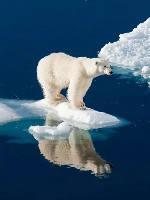 早在2008年,北极熊就被列入了濒危物种红色名录.