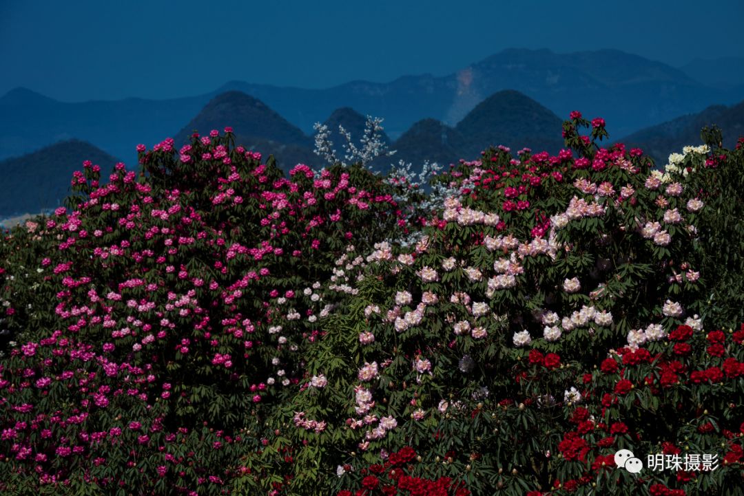 【免门票拍花模式已开启】贵州百里杜鹃,青岩古镇摄影