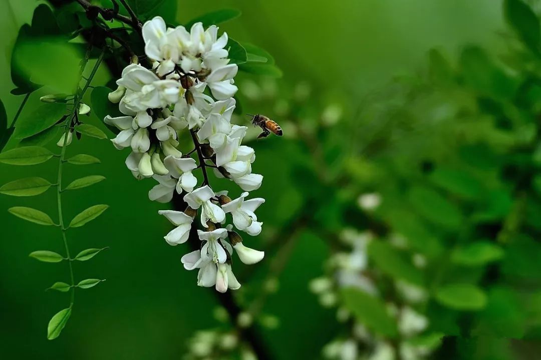 今日东庄2019年山东宁阳槐花节即将开幕