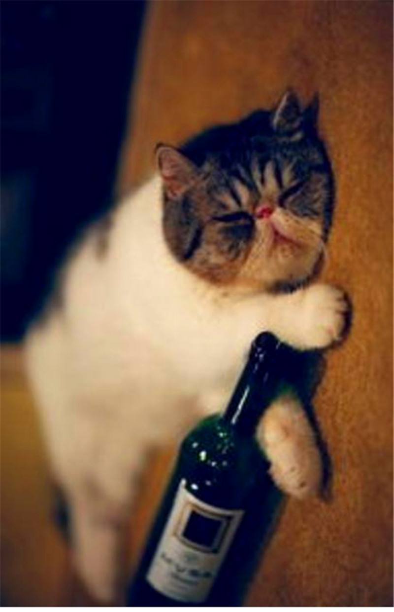 主人让猫咪陪酒,猫咪喝醉诗兴大发,直呼:好酒好酒!