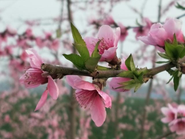 春风拂面又是桃花开