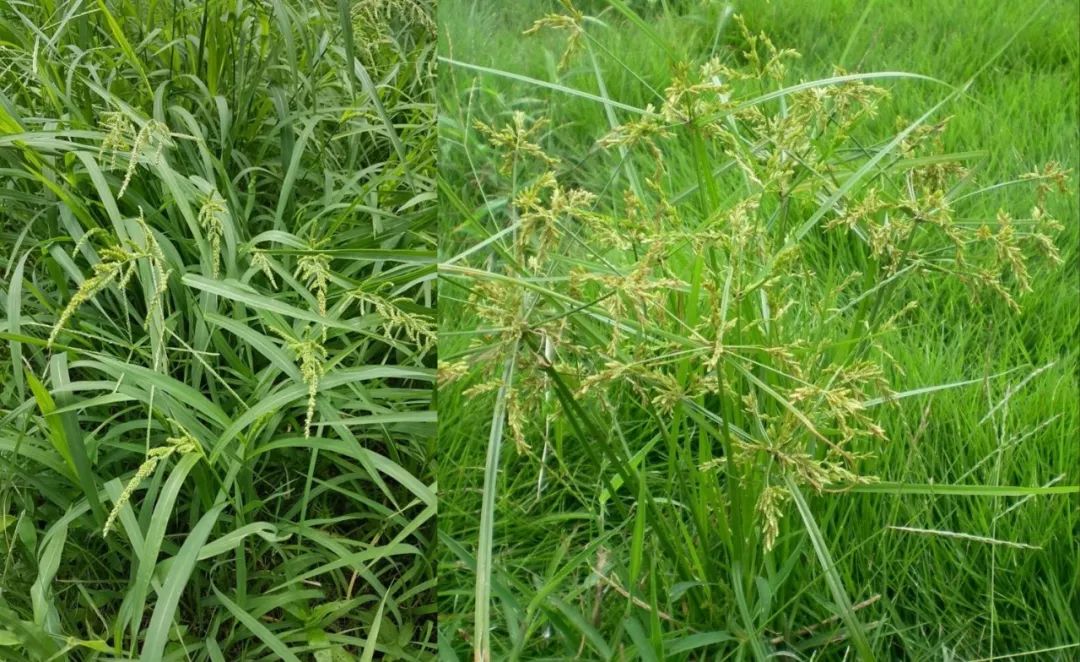 稗草,莎草等稻田杂草抗性日益严重