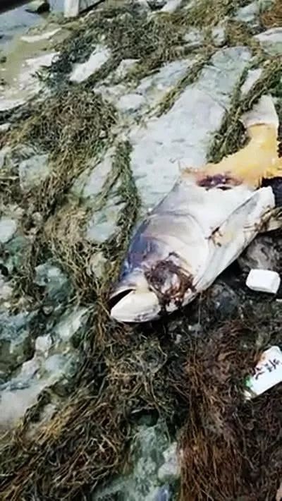 高邮湖现不明生物,钓鱼人:咬死好多鱼_水猴子