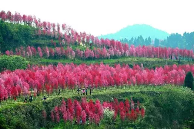 中江冯店镇人口_中江芍药谷图片