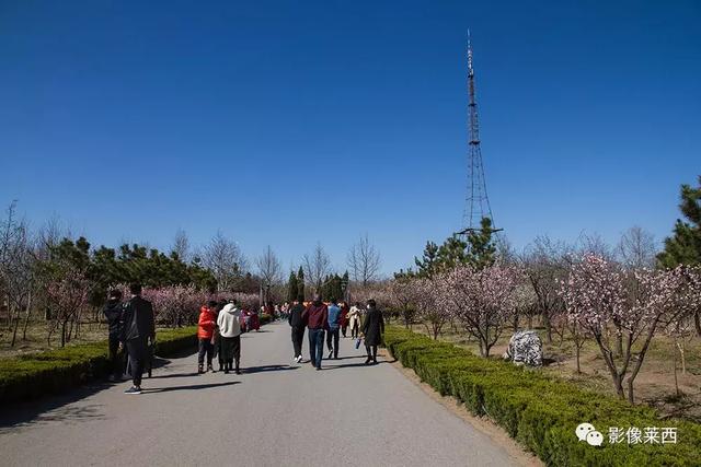 影像中国:春天的莱西_梅花山