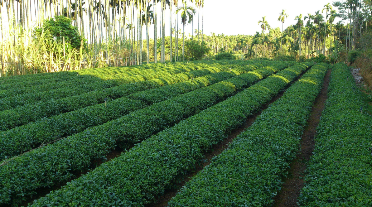 壳寡糖让春茶贵如油,茶农必看的种植技巧_茶树