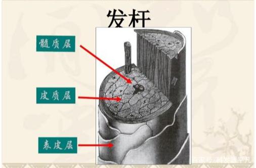 髓质层是由真空状的海绵体组成,细软的头发中并不存在髓质层.