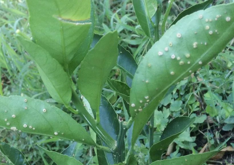 今春阴雨连绵,柑橘疮痂病猖獗,一定要小心提防!