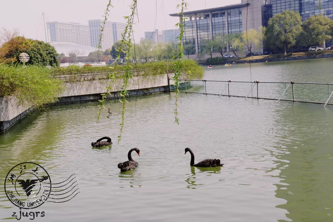 紫金港校区 樱花看过樱花看过你,不负三月好春光△坐标:西溪校区 山茶