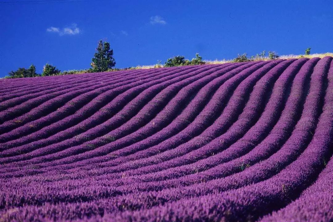 sault(索村)种植 lavender,花茎不分叉,单一品种薰衣草,用途在提炼