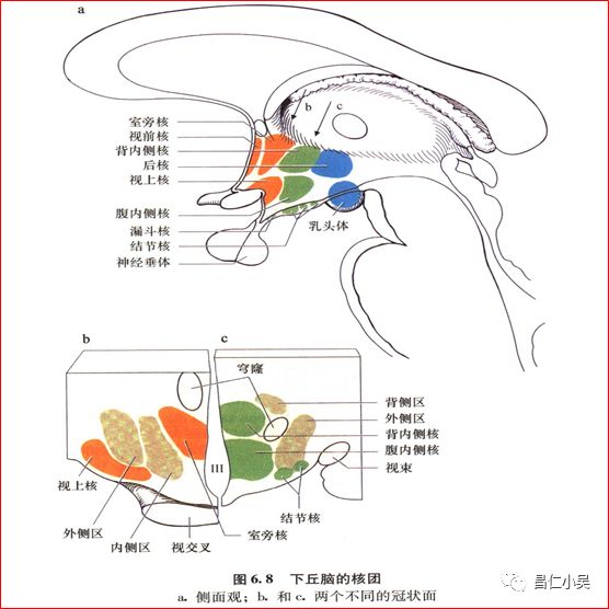 解剖学习笔记椎基底动脉系统