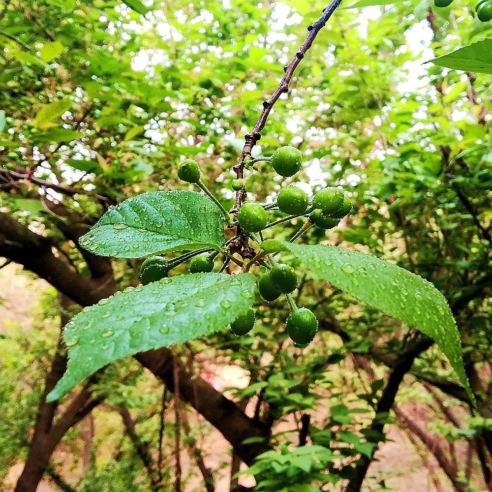 这就是花季樱桃的样子……一样可爱动人绿色象征着生命和春天……清晨