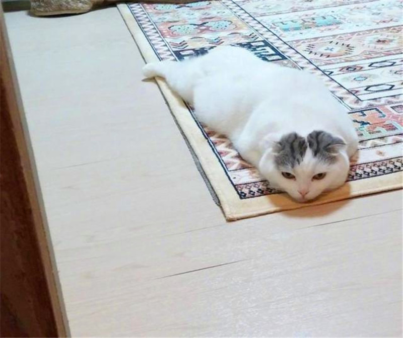 网友说,自己家的这只猫咪,没有什么别的爱好,就喜欢在地上趴着,然