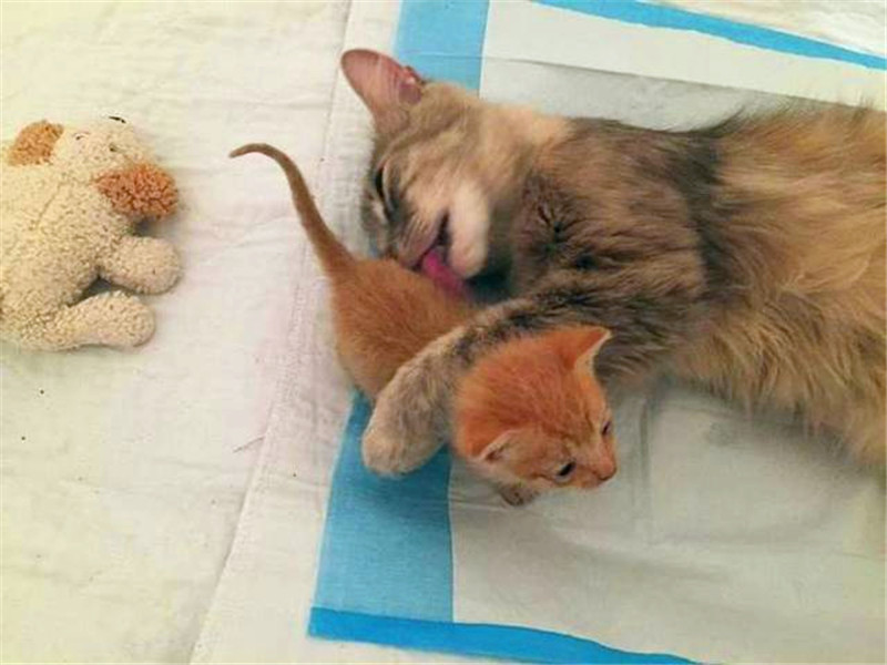 貓咪剛生下寶寶就夭折了，主人做了一件事，網友稱讚真暖心 未分類 第5張