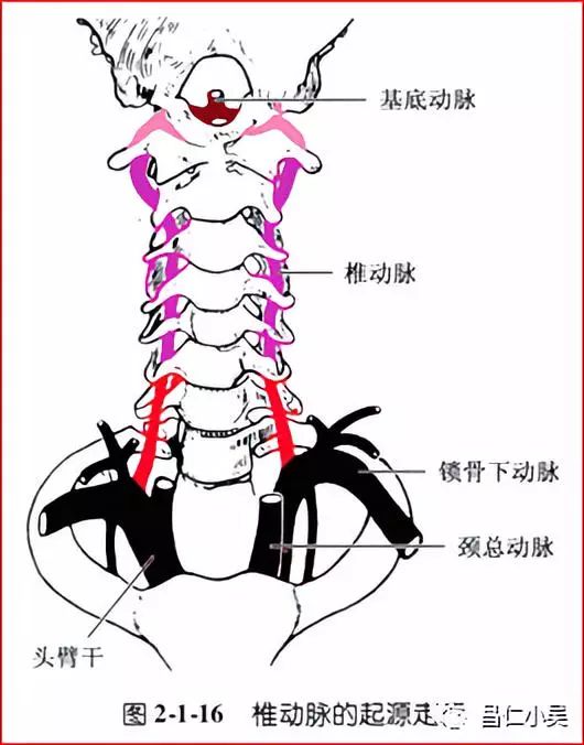 解剖学习笔记| 椎基底动脉系统