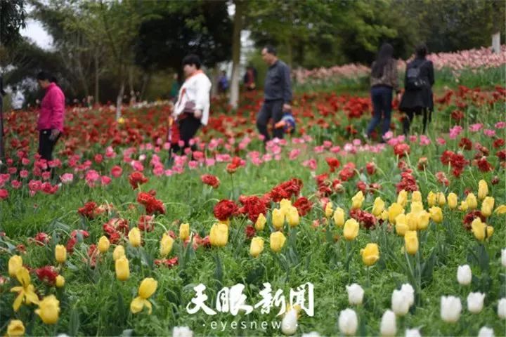 龙里郁金香花开正艳不要错过