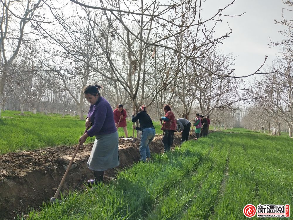 "草尖乍绿",位于昆仑山北侧的喀什地区叶城县已呈现出浓郁的田园春色