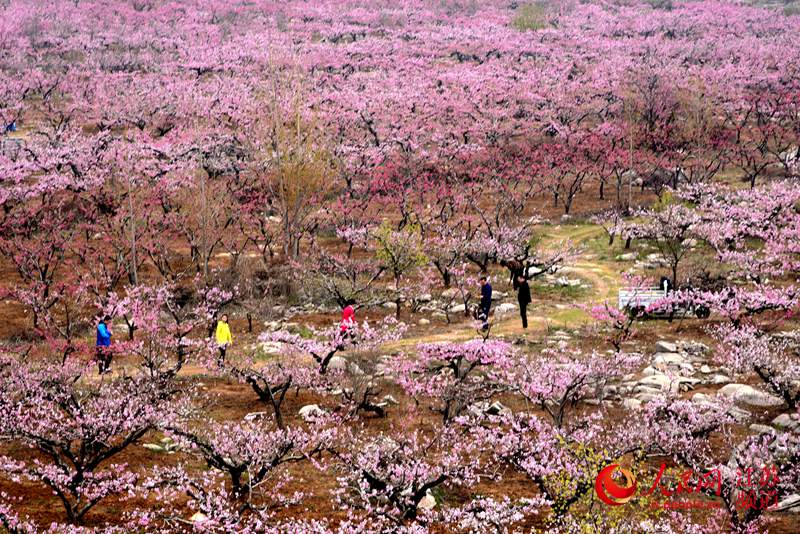 第十届徐州督公湖桃花节开幕万亩桃花迎客来