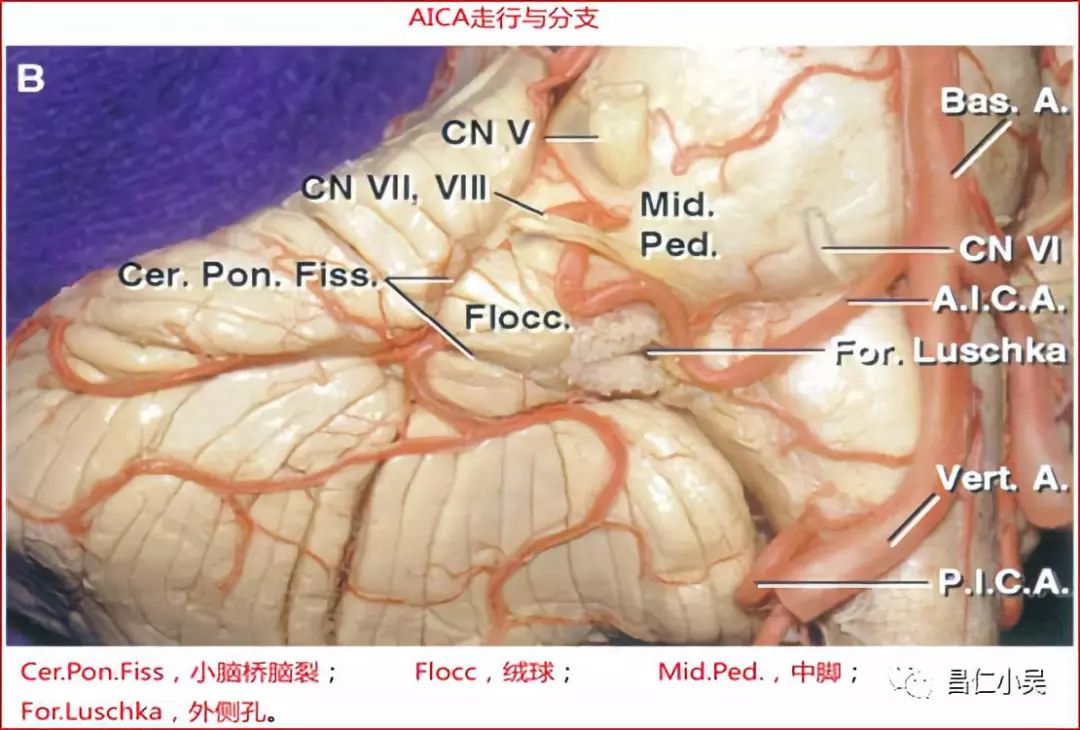 解剖学习笔记| 椎基底动脉系统