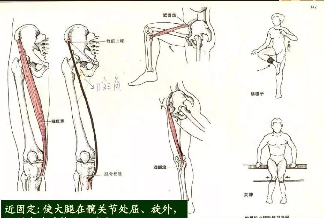 运动解剖学 --下肢肌 大腿肌