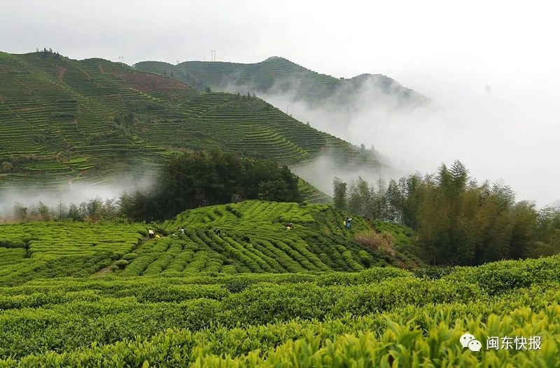 云雾茶山3月29日,记者来到寿宁县竹管垅乡江岔村的茶山上拍照.