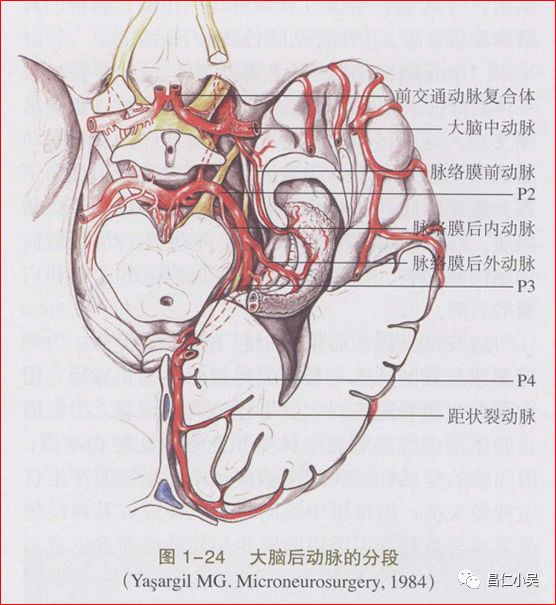 解剖学习笔记椎基底动脉系统