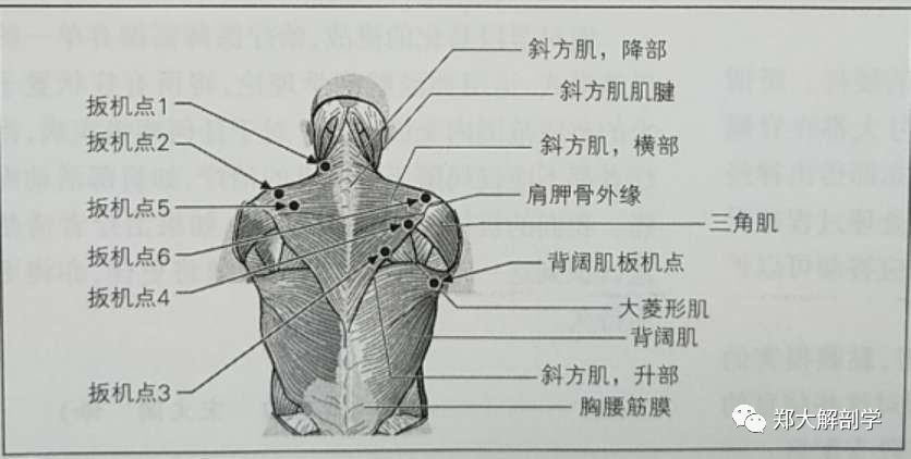 一,斜方肌 起点:上项线,枕外隆突,项韧带和全部