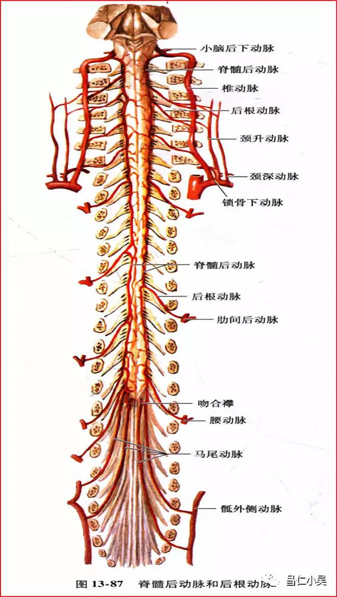 解剖学习笔记椎基底动脉系统